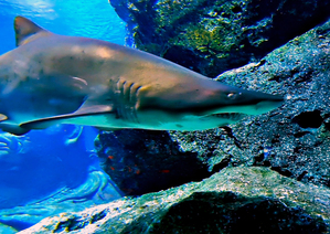 AN-Horrible Shark in Deep Sea in Thailand