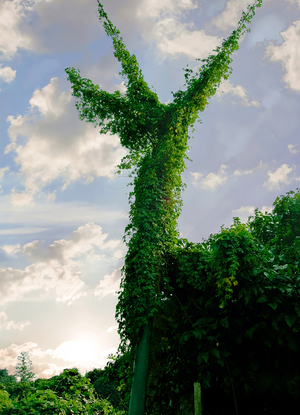 HK-BO-Funny Plantation in Hong Kong 1