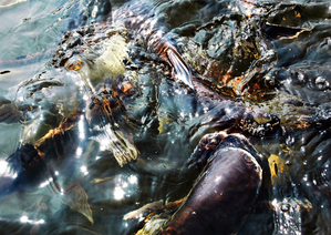 AN-Large Group of Fish in Pond in Thailand 1