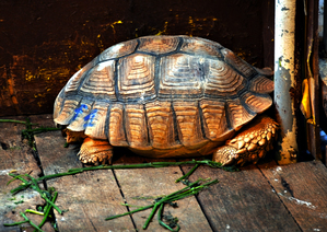 AN-Tortoise for Sale in a Restaurant in Thailand 2