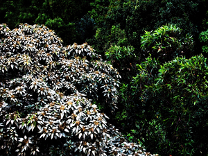 HK-BO-Aleurites moluccana in Hong Kong 1