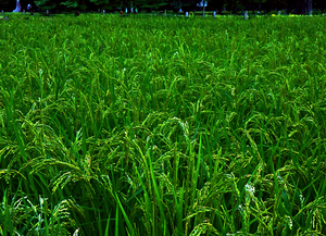 Japan-NP - Green Grass Field 04