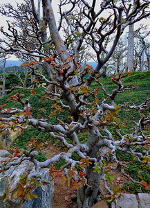 Hong Kong-NP - The famous Temple Garden 13