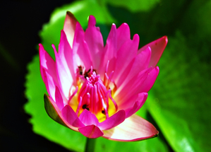 FL-TH - Lotus and Green Leaves 4