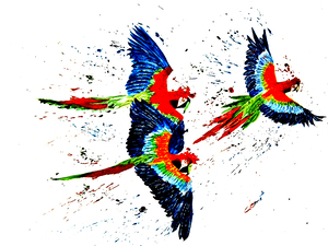 OS-023 - Three Colorful Parrots
