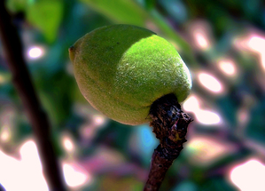 Hong Kong-FD -  Green Plum on Tree 1