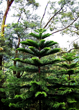 Hong Kong - The Pine Tree