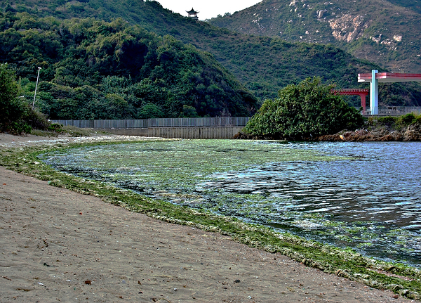 HK-FV-The Seaweed along the seaside at Cheung Chau 02 Print