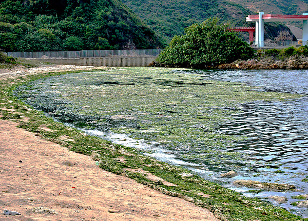 HK-FV-The Seaweed along the seaside at Cheung Chau 01 Print