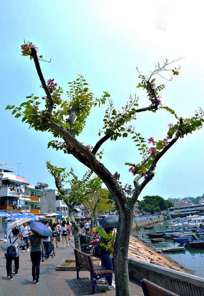 HK-VL - The Village and Landscape Print