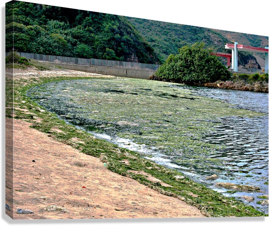 HK-FV-The Seaweed along the seaside at Cheung Chau 01 Canvas Print
