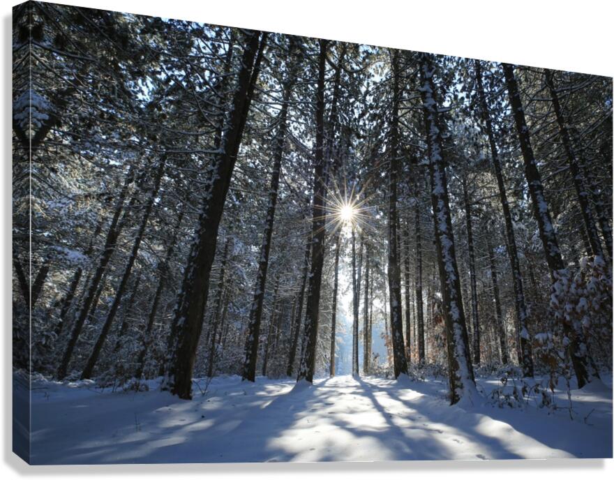 Wintry Pine Tree Arbor Canvas Print