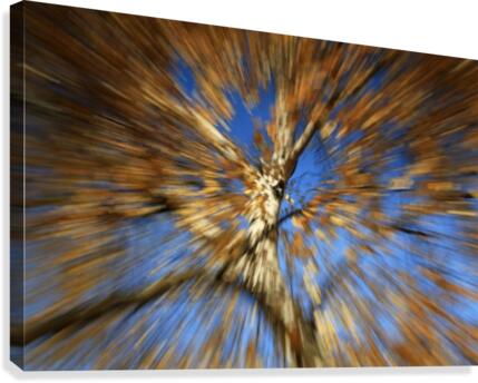 Fall Tree Burst Canvas Print