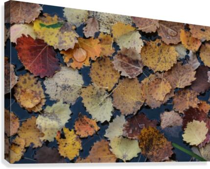 Drop on leaves Canvas Print