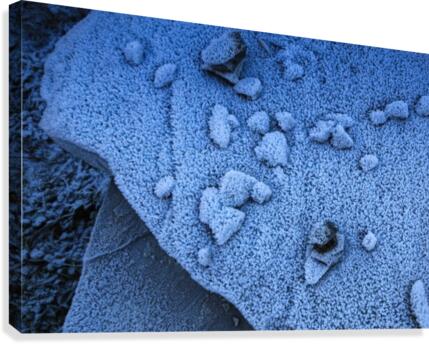Frost Canvas Print