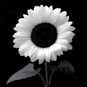 SUNFLOWER SELFIE 24 by Jason Andrew