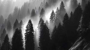 Misty Pine Hillside - Monochrome Landscape Art Prints