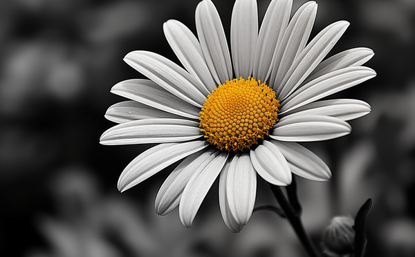 Serendipitous – Dew-Kissed Daisy Monochrome Art Print by Savage Art Prints