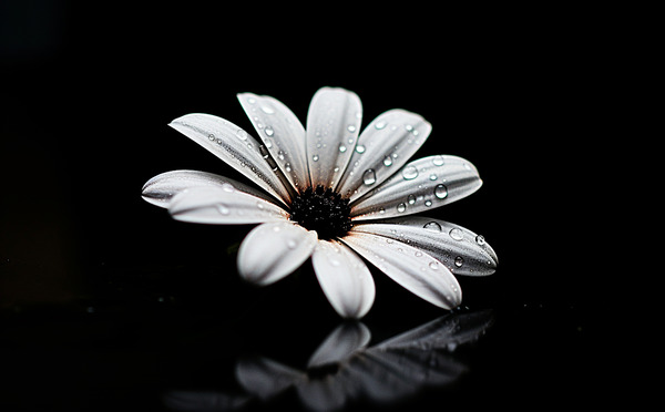Whisper Bloom – Minimalist Daisy on Black Print by Savage Art Prints