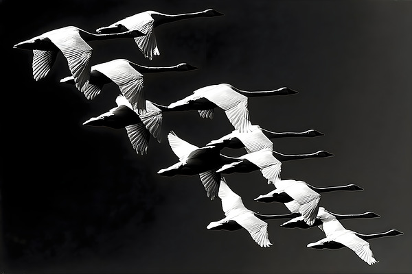 Flight Code – Geese Formation Print by Savage Art Prints