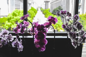 Orchid Ave