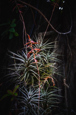 Lonesome Plant
