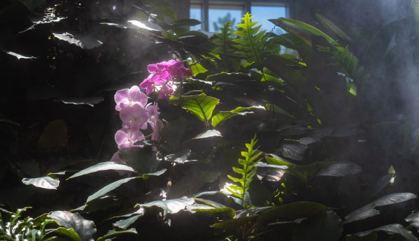 Orchid Mist Print