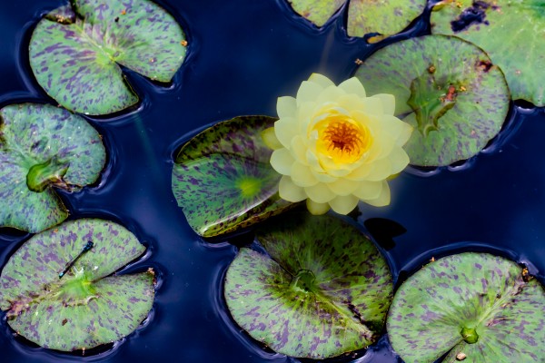 Ethereal Lily Print