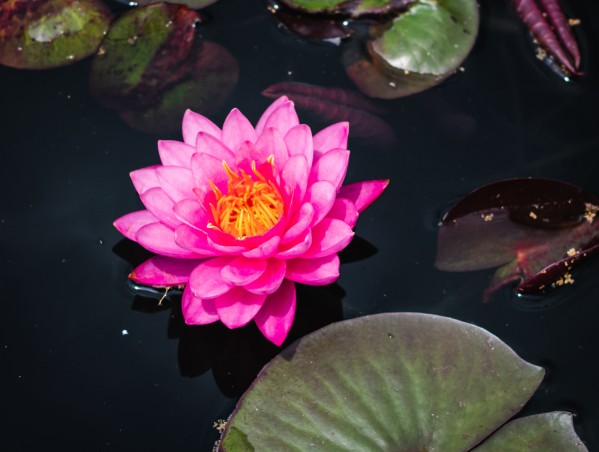 Vibrant Lily Print