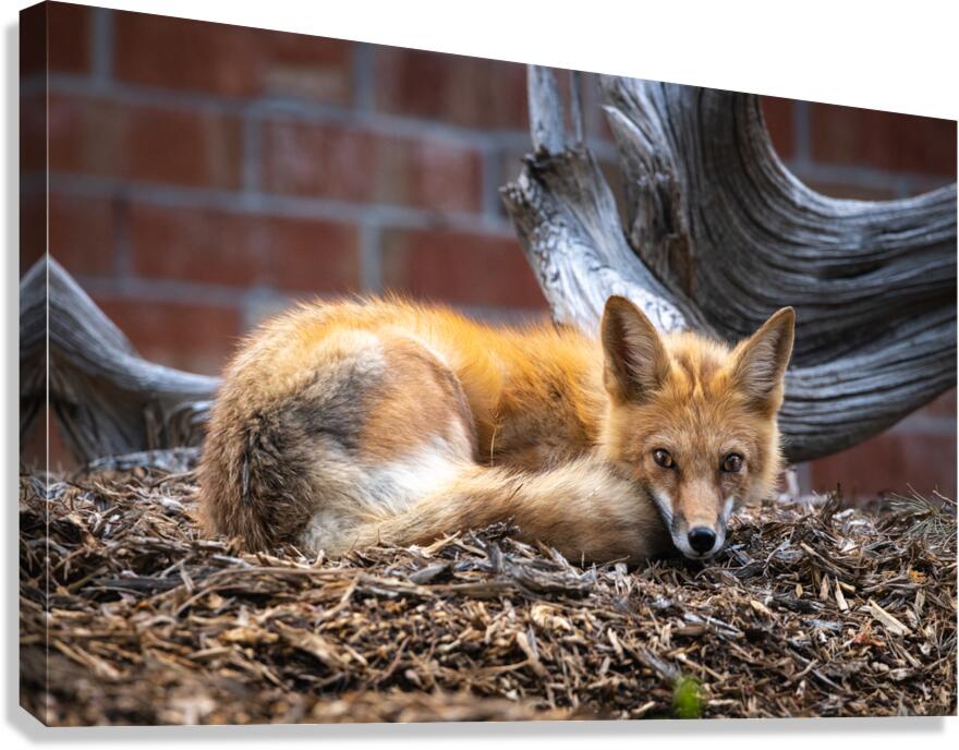 Resting Fox Canvas Print