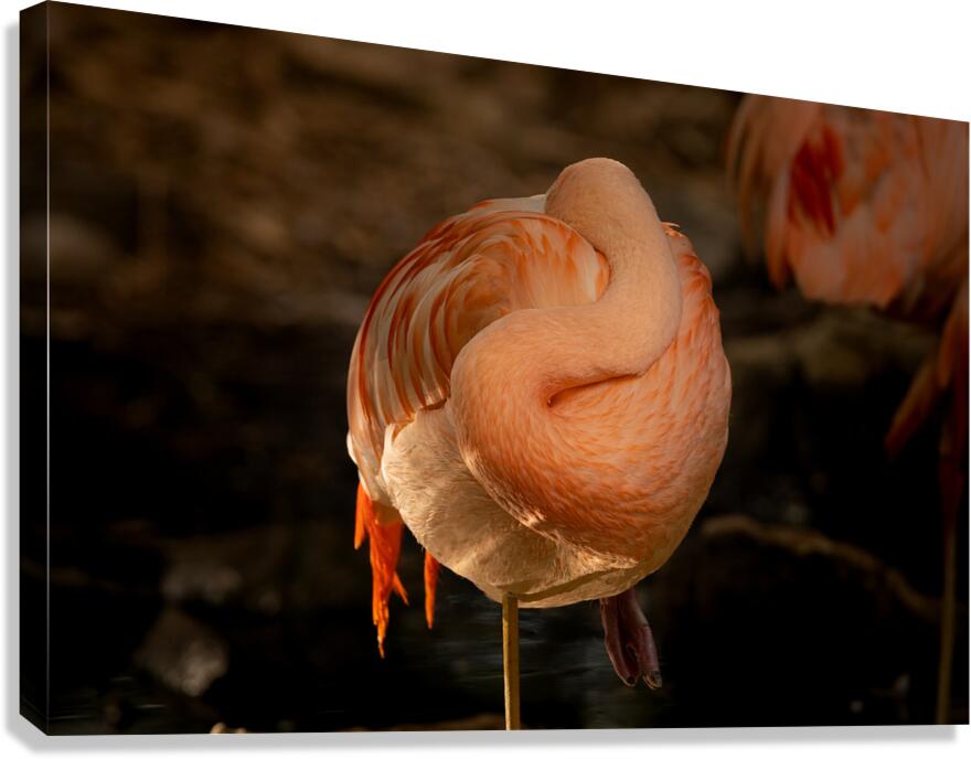 Flamingo Ball Canvas Print