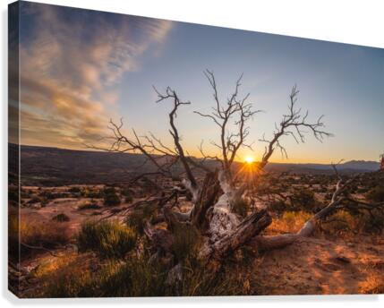 Reaching for Life Canvas Print