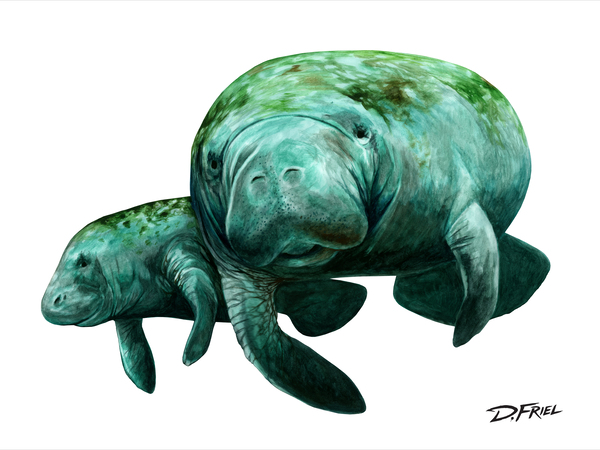 DFriel - Atlantic Harmony Manatee by D Friel 