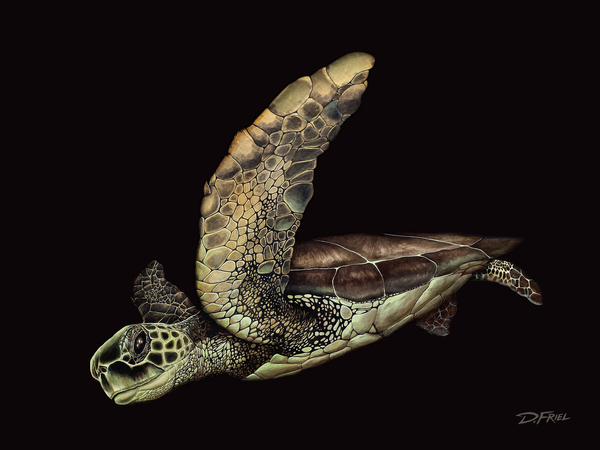 Black Cove Turtle by D Friel 