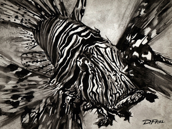 DFriel - Black Ink Lionfish by D Friel 