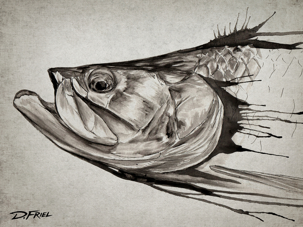 Black Ink Tarpon by D Friel 