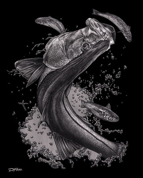 Silver Snook  by D Friel 