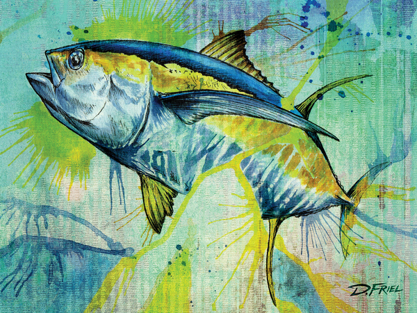 Converge Yellowfin by D Friel 