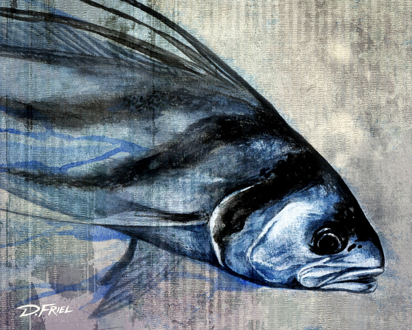 Costa Rica Rooster by D Friel 