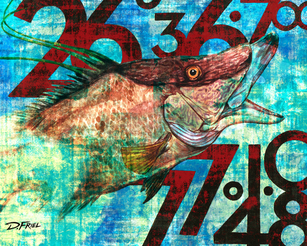 Hogfish Coordinates by D Friel 