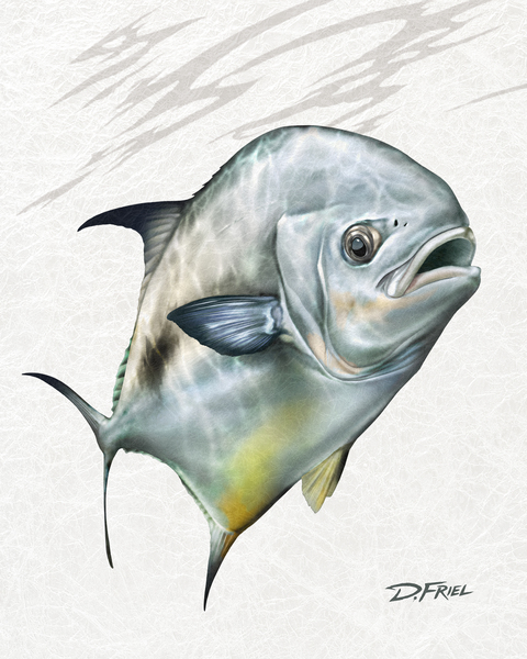 Key West Permit by D Friel 