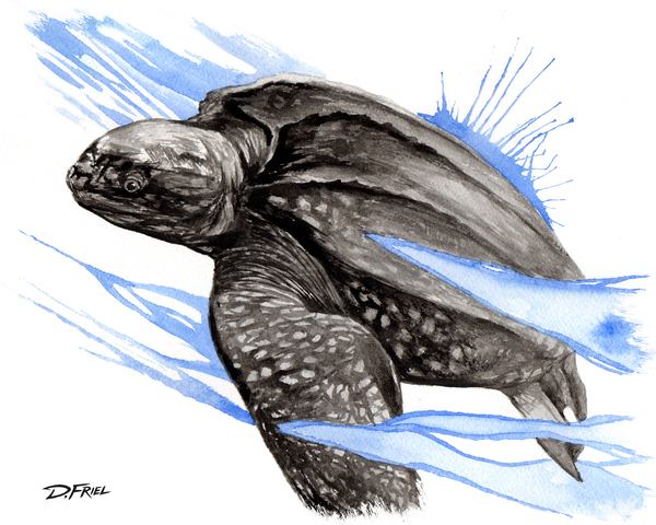 DFriel Leatherback by D Friel 