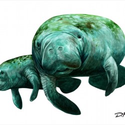 DFriel - Atlantic Harmony Manatee