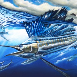  Atlantic Harmony Sailfish 1