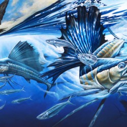  Atlantic Harmony Sailfish 2
