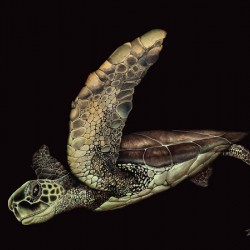 Black Cove Turtle