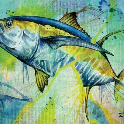 Converge Yellowfin