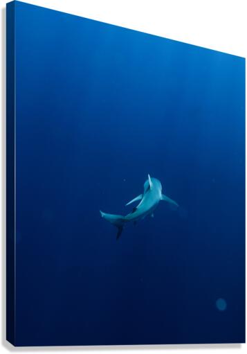 Deepblue Canvas Print