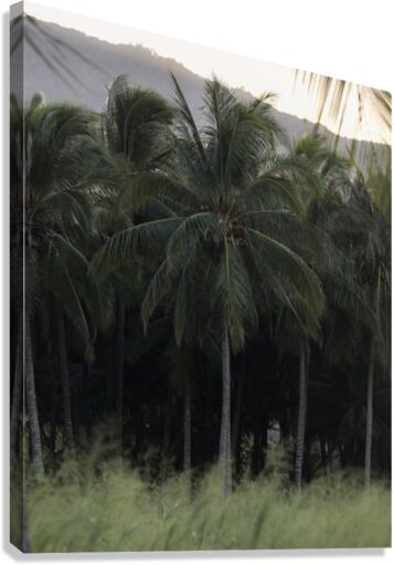 Sunset_Palm Canvas Print