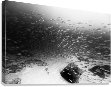 Small_School Canvas Print